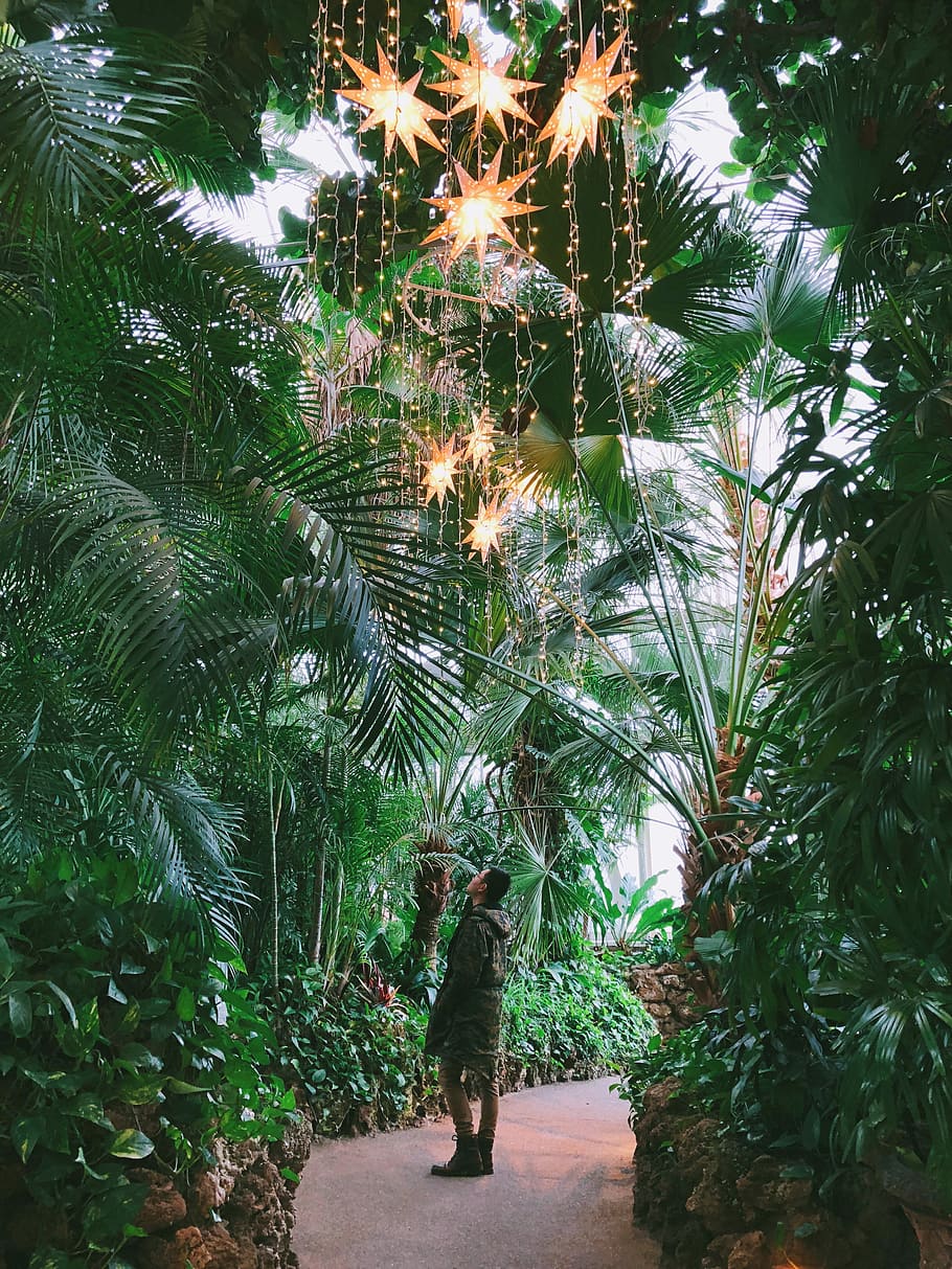 person looking a t string lights, person standing between trees HD wallpaper