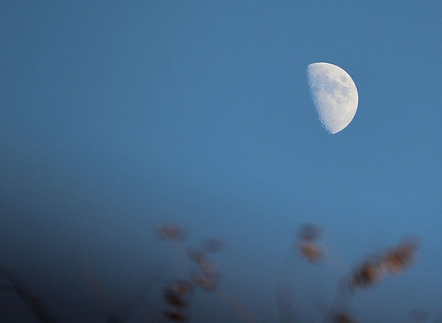 half moon, lunar, orb, sky, evening, astronomy, space, planetary moon HD wallpaper