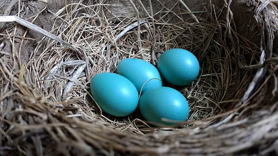 photo of four blue eggs on top of brown nest, robin, robin eggs HD wallpaper