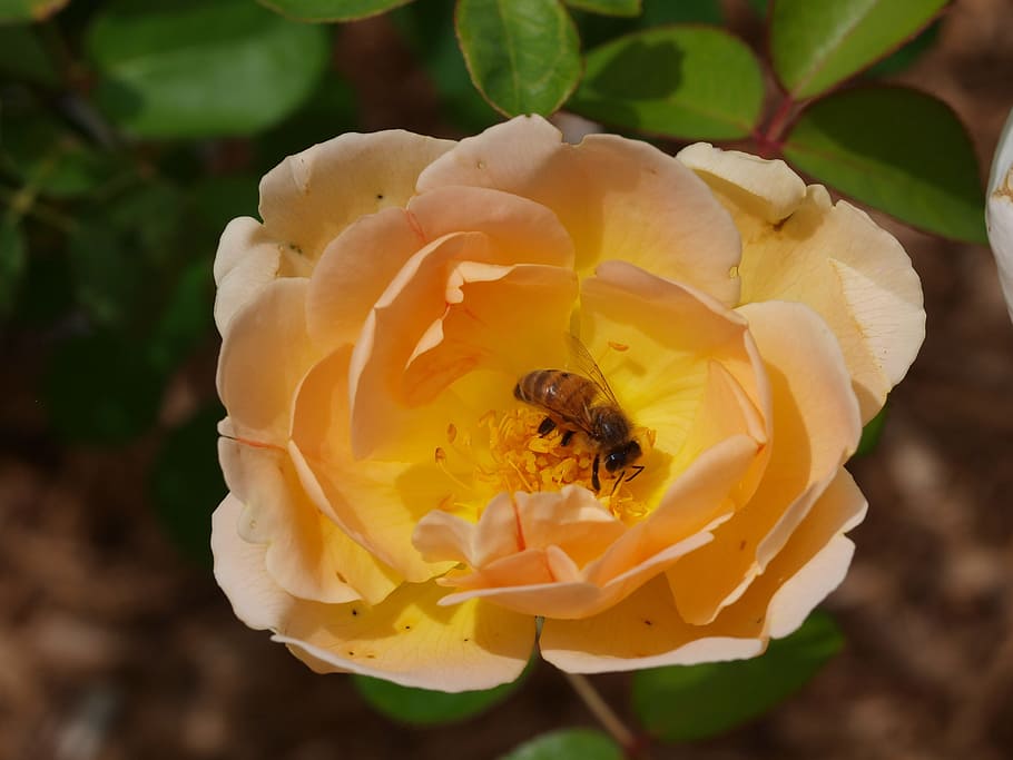 Bee, Honey, Honey Bee, Flower, Garden, rose, bloom, floral HD wallpaper