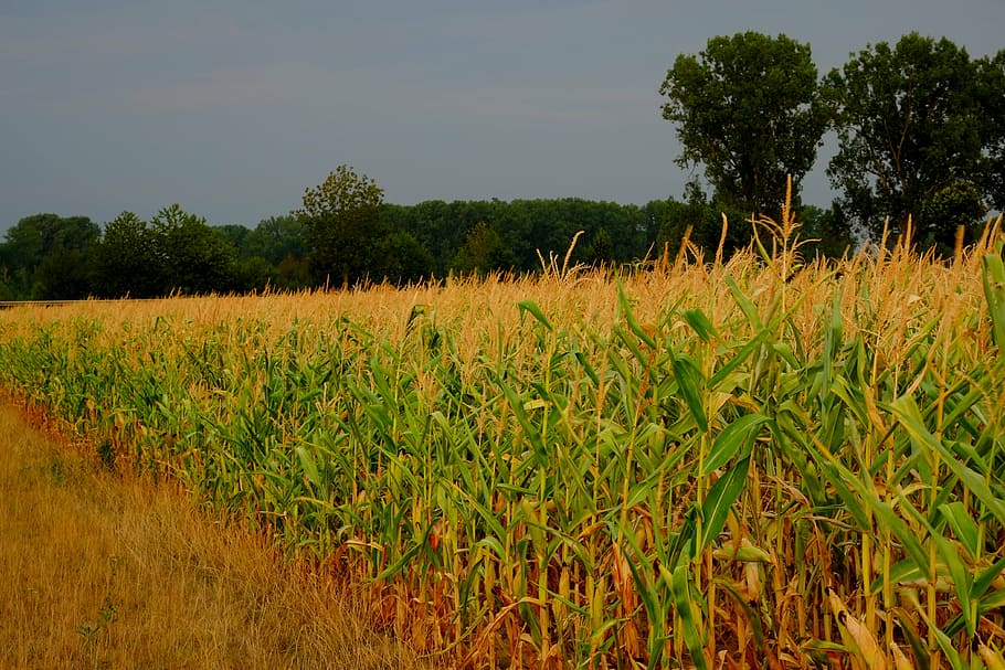 cornfield, agriculture, fodder maize, cereals, plant, nature