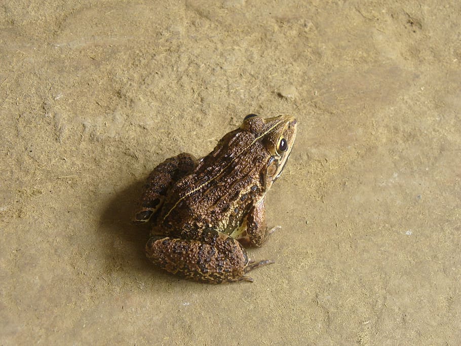 Frog, Amphibian, Toad, Animal, Nature, creature, wildlife, animals And Pets HD wallpaper