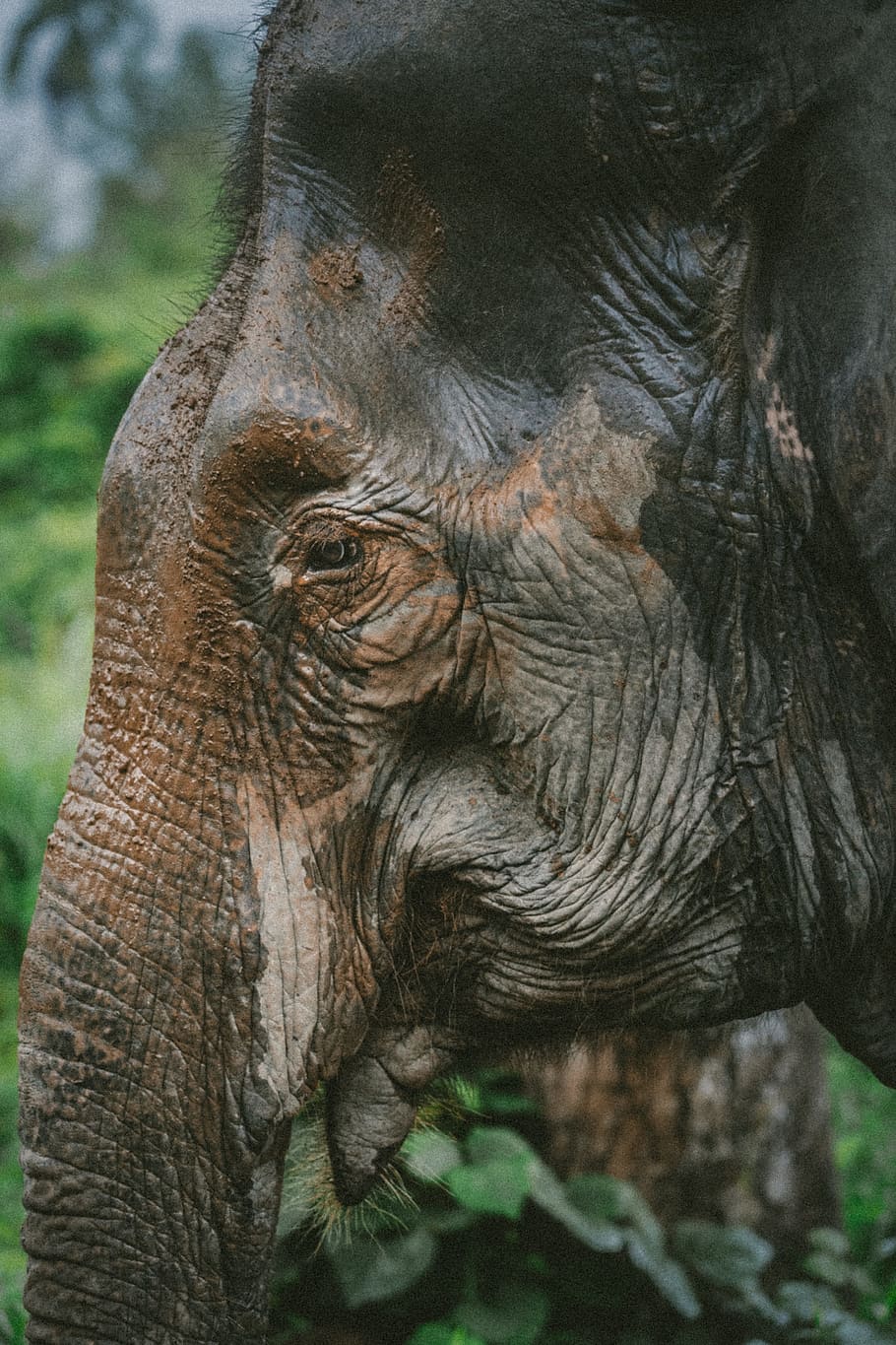 photography of black elephant, closeup photo of elephant, Baya HD wallpaper