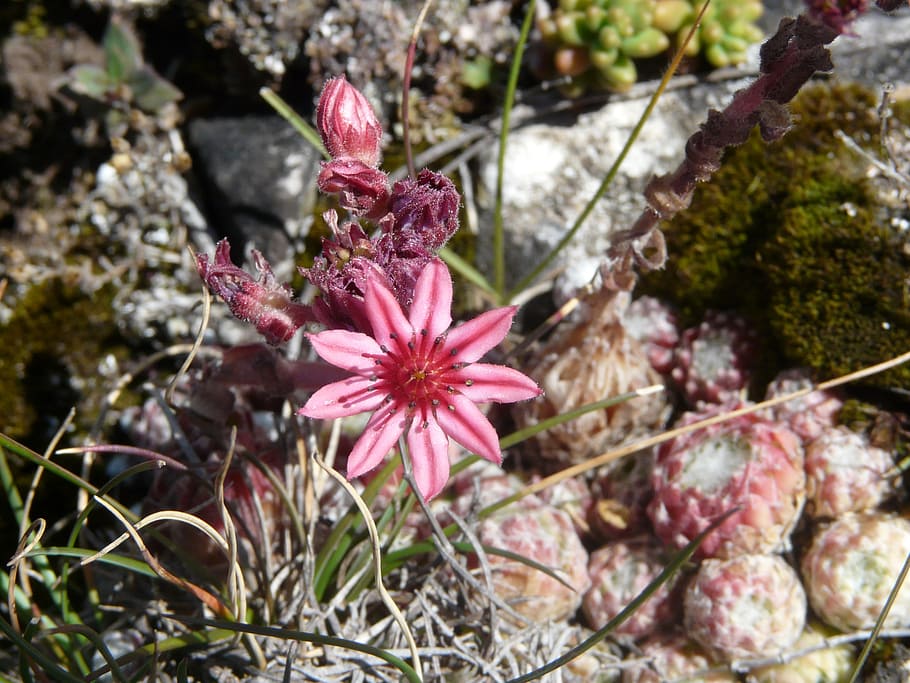 joubarde, flower, mountain, nature, hiking, plant, flowering plant HD wallpaper