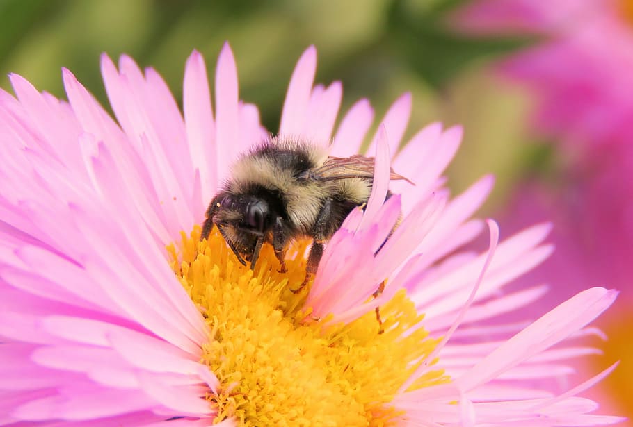 Bee, Aster, Pollen, Flower, Insect, one animal, fragility, petal HD wallpaper