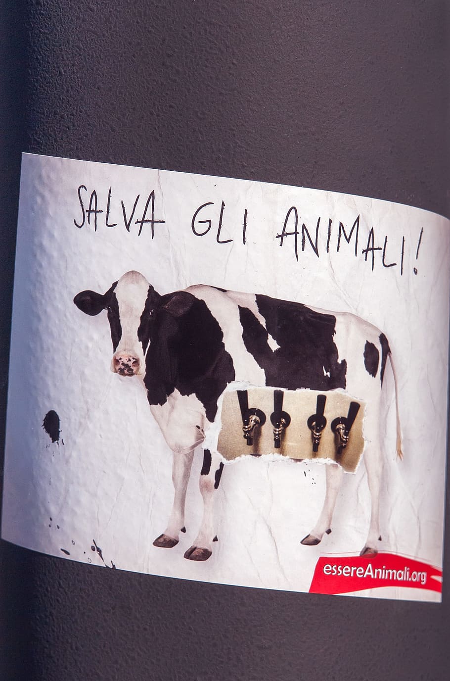 save the animals, salva gli animali, poster, italy, vegan, vegetarian