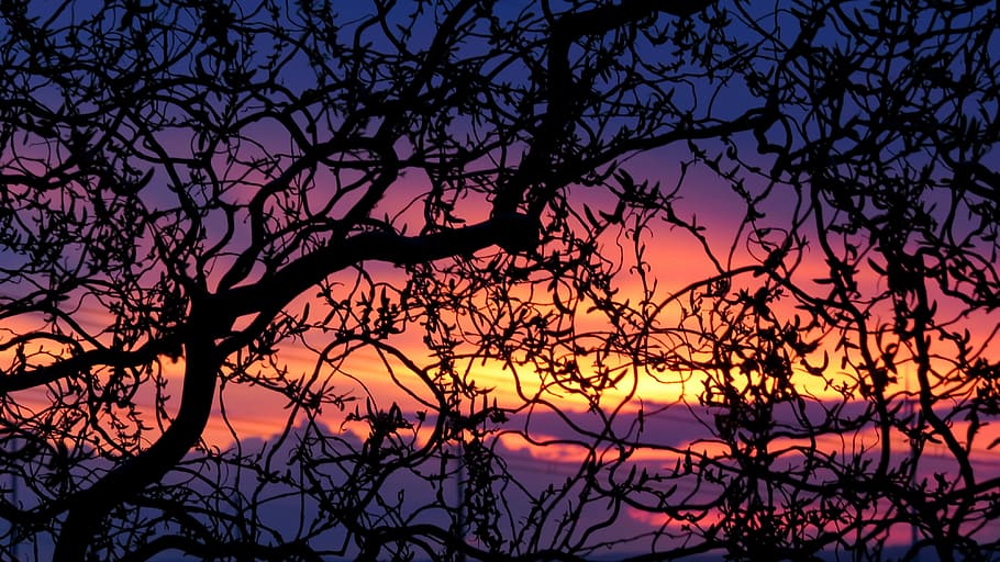 silhouette of black torn tree during golden hour, spring evening HD wallpaper