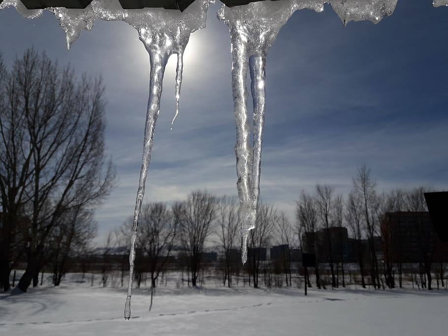 winter, snow, coldly, tree, ice, nature, frosty, cold temperature HD wallpaper