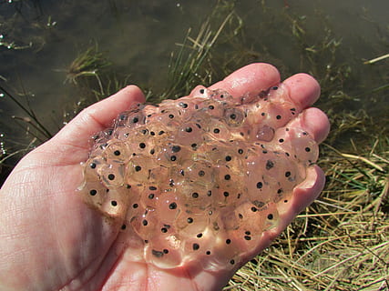 frogspawn, amphibian, jelly, tadpole, rana, pond, human hand HD wallpaper