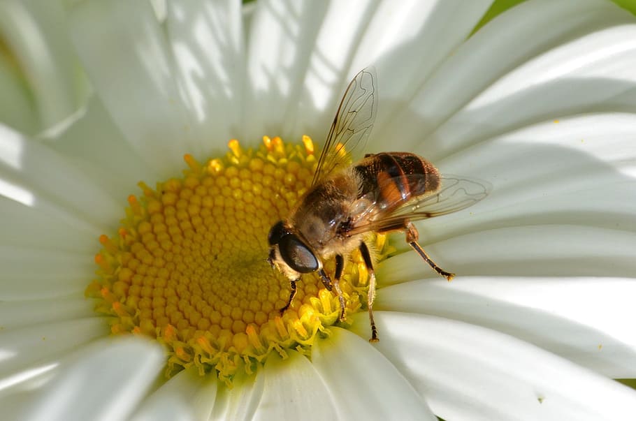 Insect, Hoverfly, Pollinator, Diptera, flower, one animal, animal themes HD wallpaper