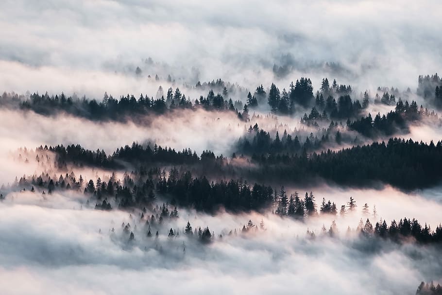 pine trees covered with snow, green trees covered with clouds during daytime HD wallpaper