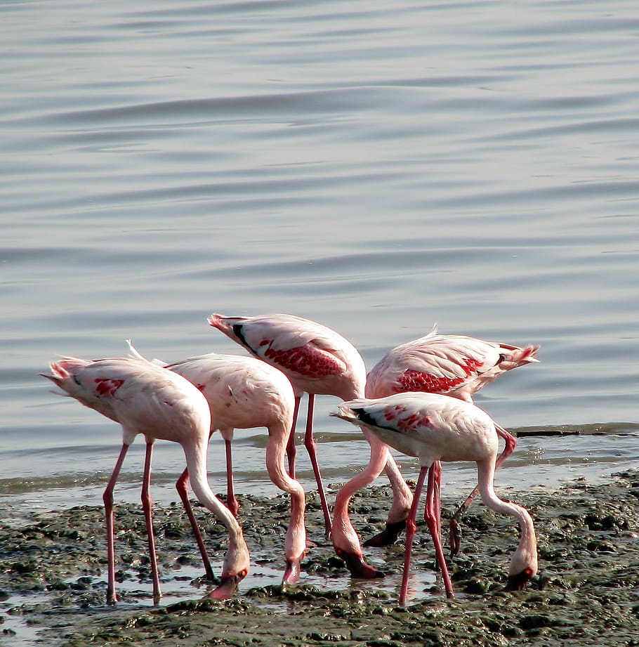 flamingos, group, birds, pink, eating, india, animals, group of animals HD wallpaper