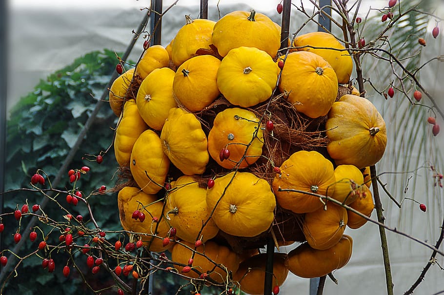 pumpkins, decorative squashes, autumn, decoration, yellow, food HD wallpaper
