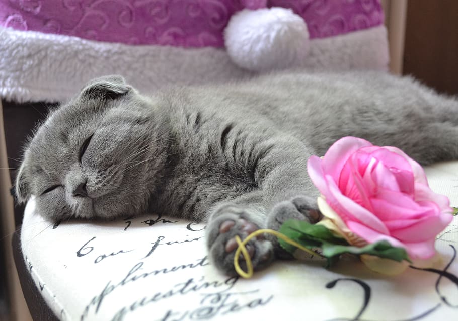 Russian blue cat, kitten, young cat, pet, animals, domestic cat HD wallpaper