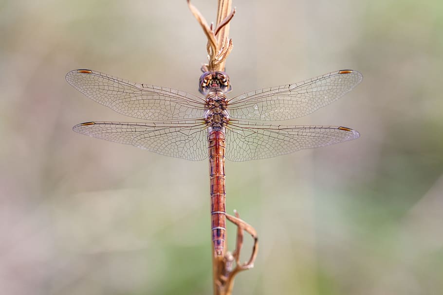 dragonfly, nature, close, insect, macro, animal, wing, creature HD wallpaper