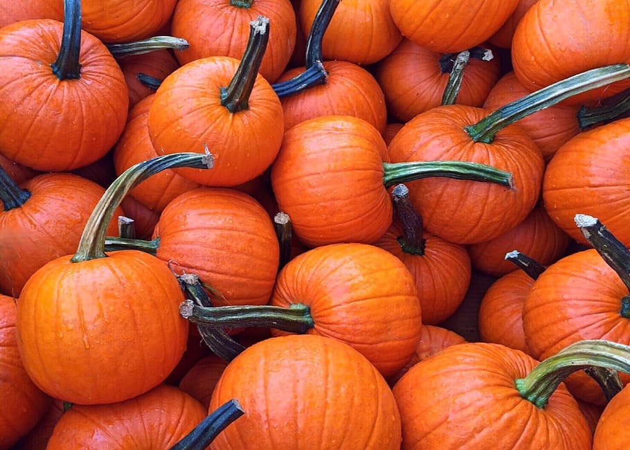 orange pumpkin lotr, fall, autumn, pumpkins, halloween, harvest HD wallpaper