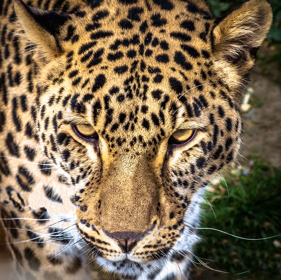 brown Leopard, panther, feline, predator, wild, animal, cat HD wallpaper