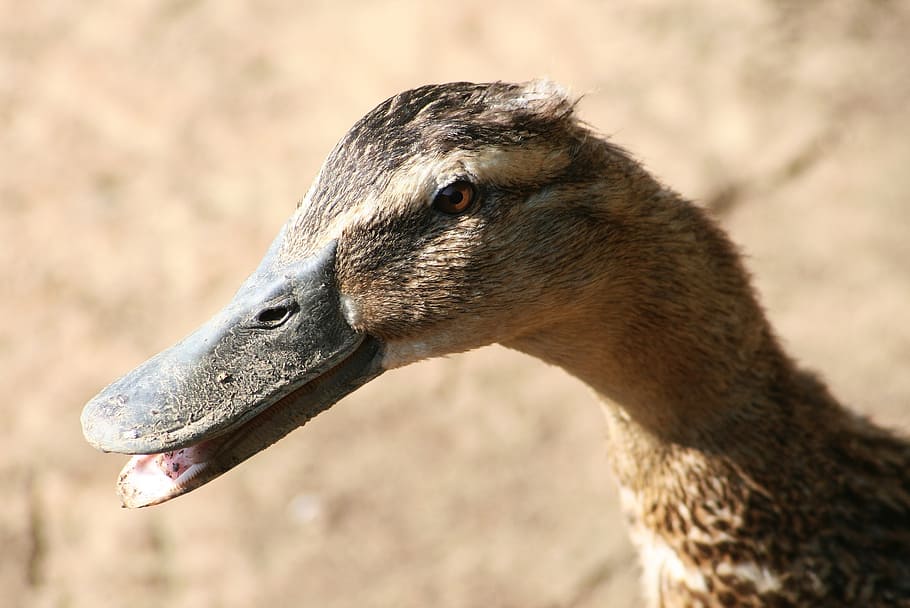 nature, beak, bird, feathered, pen, állatportré, duck, one animal HD wallpaper