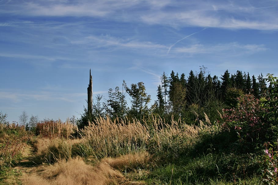 forest, trees, grass, sky, clouds, nature, landscape, grove of trees HD wallpaper