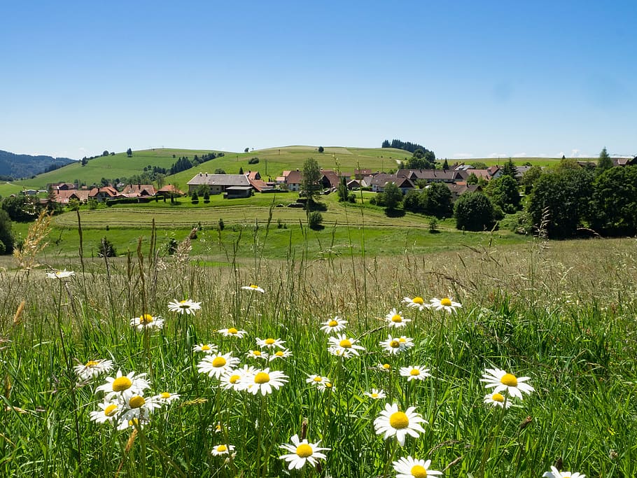 white flowers on field, germany, black forest, landscape, colors HD wallpaper