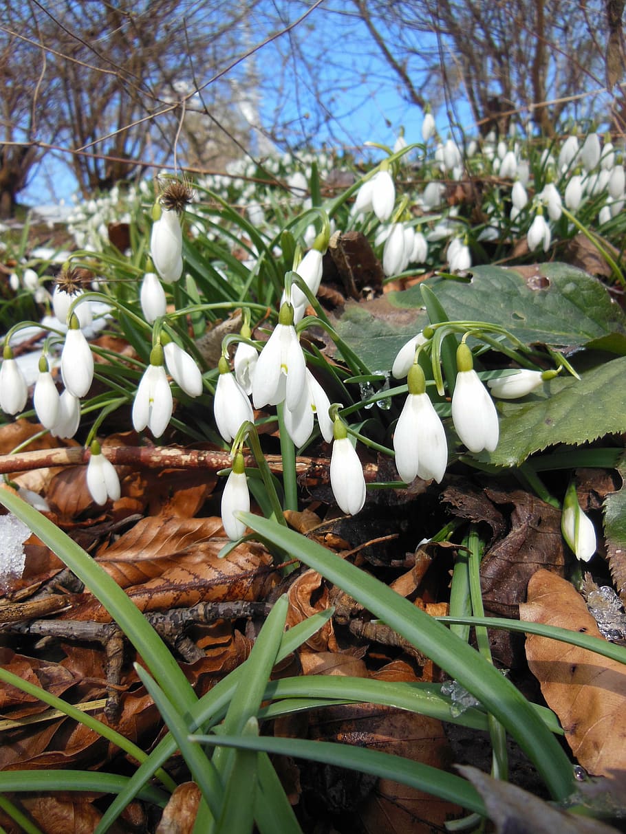 leaves, snowdrops, spring, sunshine, blue sky, plants, flowers HD wallpaper