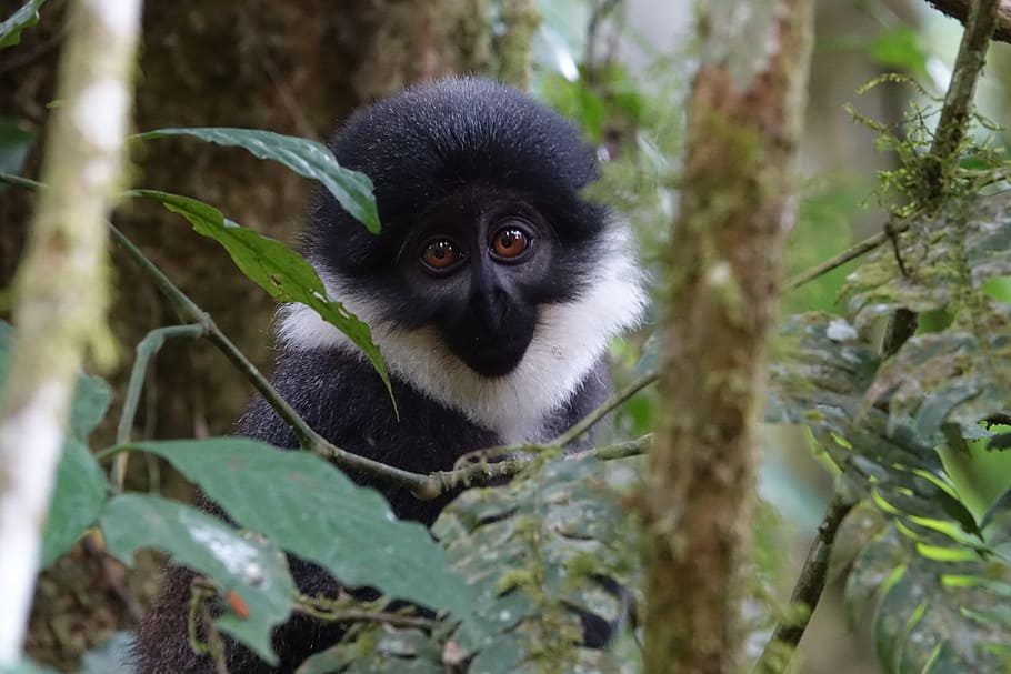 monkey, primate, nature, tree, wildlife, uganda, africa, animal HD wallpaper
