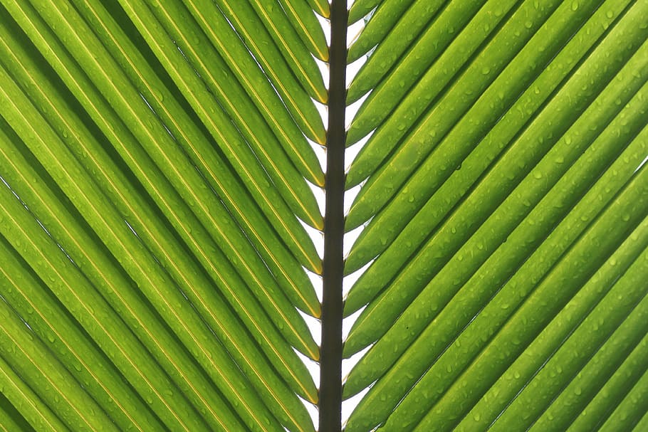 macro photography of palm tree leaves, frond, drip, leaf, drop of water