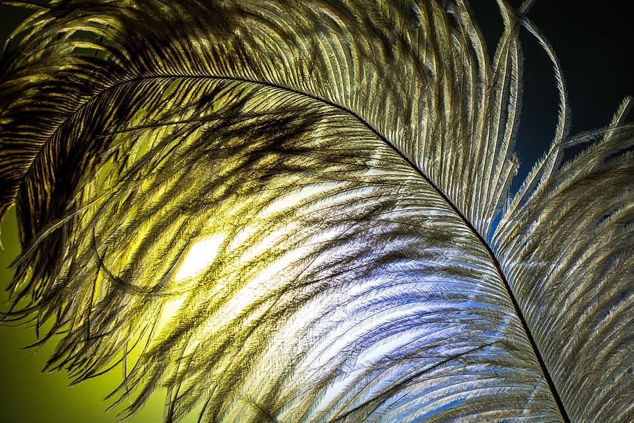 sunlight through leaf, strauss spring, feather, ease, close HD wallpaper