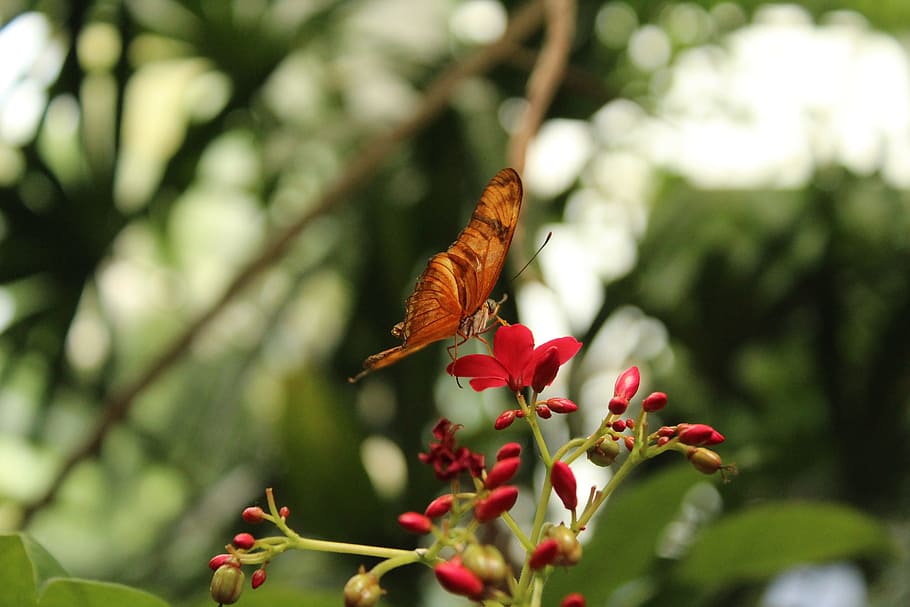 butterfly, outdoor, springtime, macro, nature, green, flower HD wallpaper