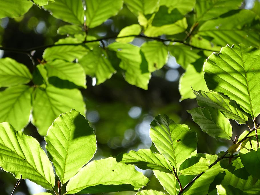 hope, green, forest, dom, plant part, leaf, green color, growth HD wallpaper