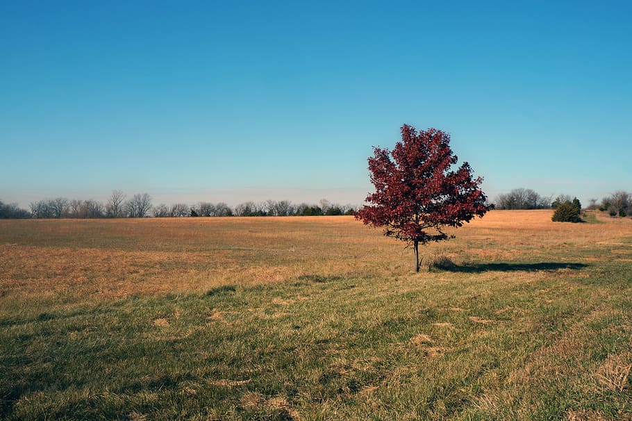 tree, autumn, fall, nature, red, yellow, field, daylight, kansas HD wallpaper