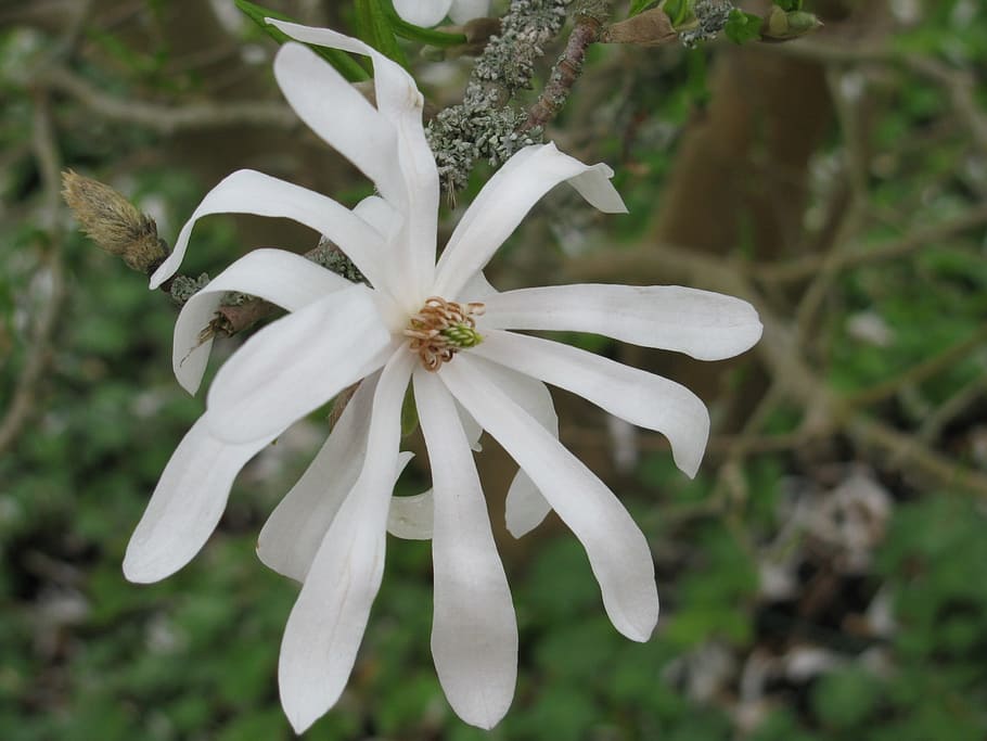 white, blossom, bloom, spring, flower, plant, flowering plant HD wallpaper