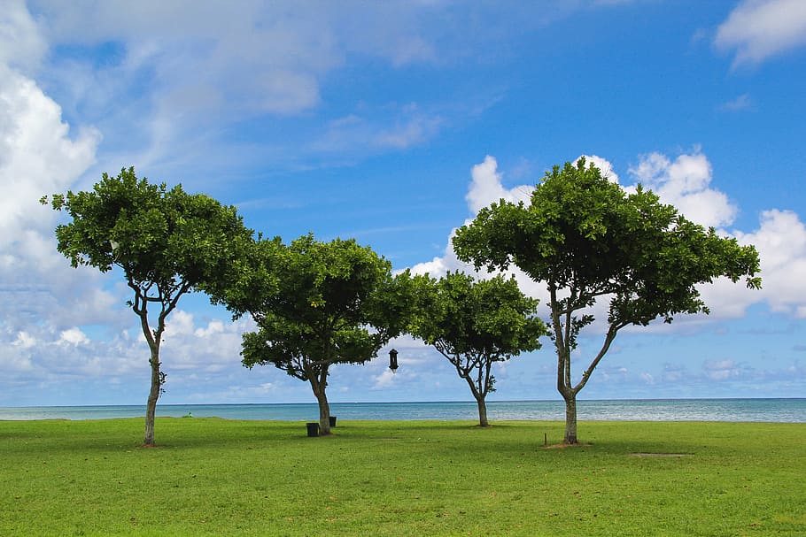 four green trees near seashore under blue sky during daytime HD wallpaper
