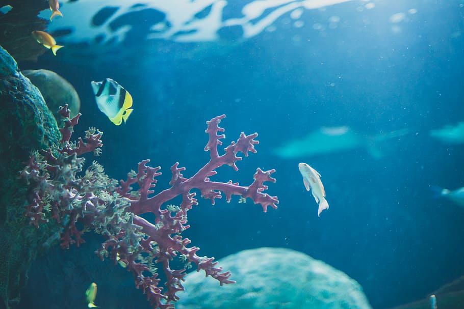 underwater photo of fish near coral, ocean, sea, reef, nature HD wallpaper