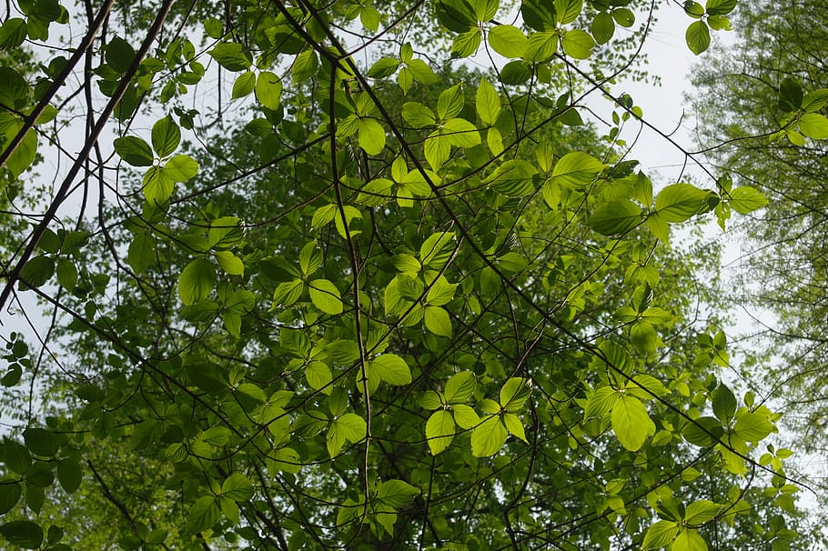 leaf, forest, sky, nature, abstract, landscape, gaze, wood HD wallpaper