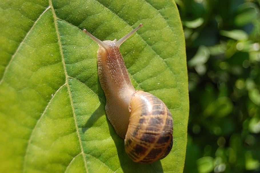 snail, nature, garden, shell, animal, wildlife, slime, macro HD wallpaper