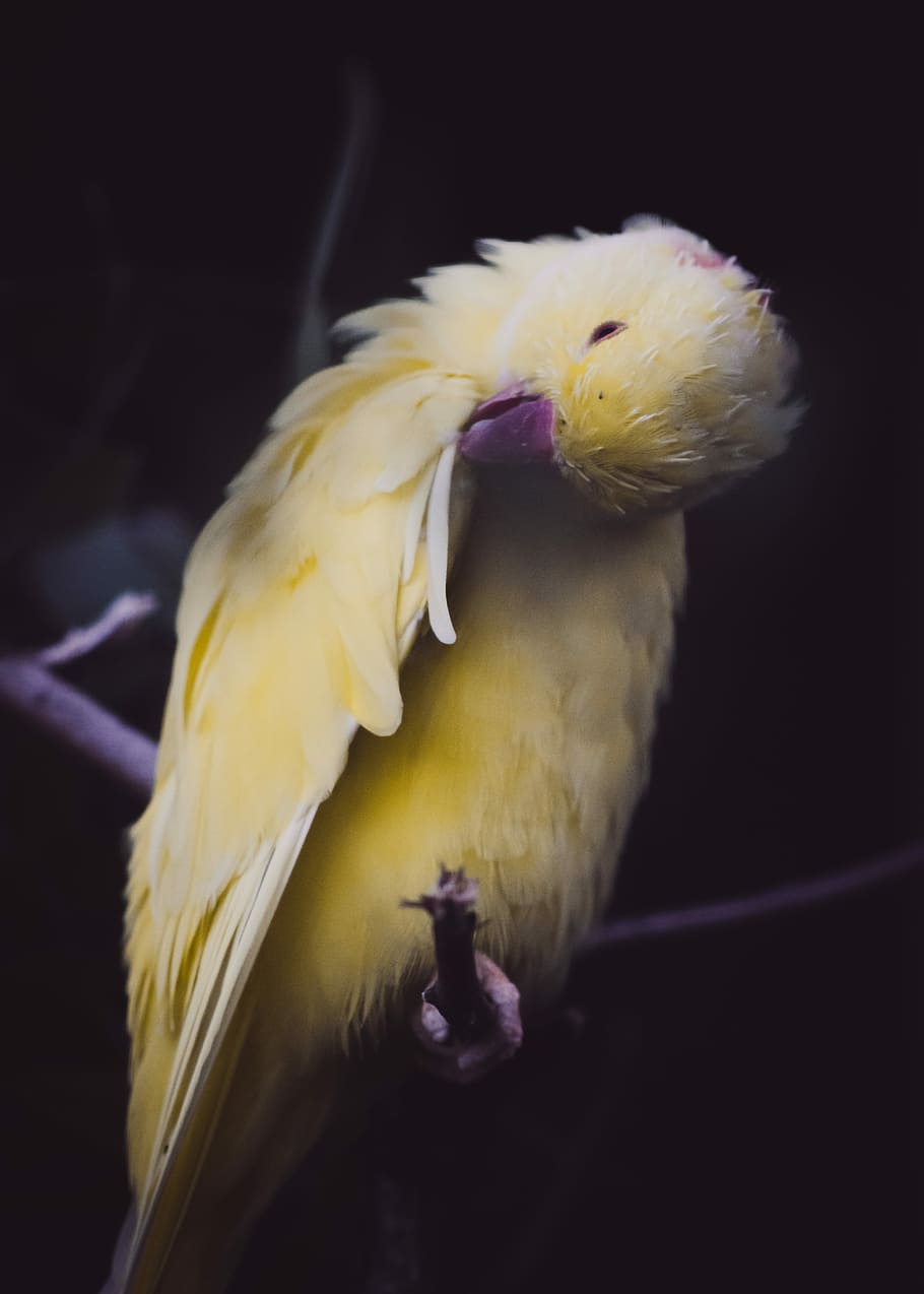short-beaked yellow bird, closeup photo of yellow bird on tree branch HD wallpaper