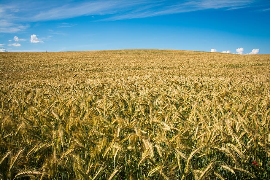 green leaf plants, field, spikes, nature, wheat, cereals, agriculture HD wallpaper