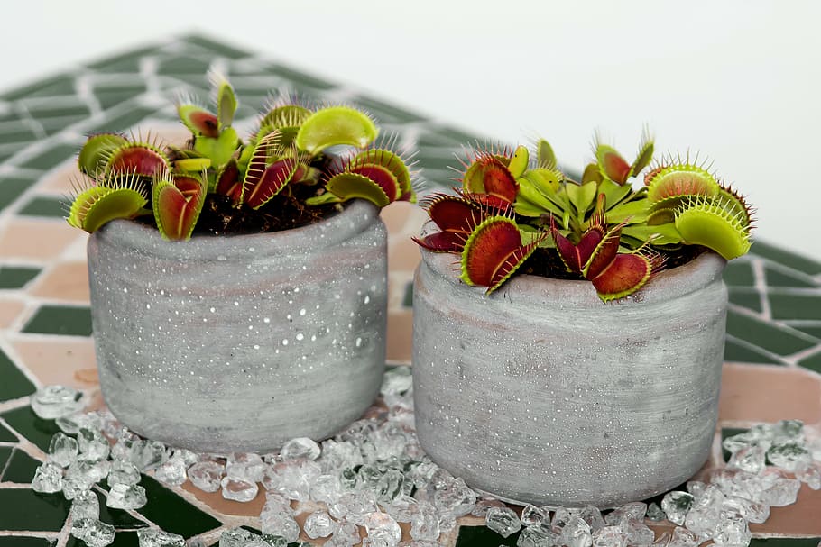 two gray gardening pots, venus flytrap, carnivore, flower, nature HD wallpaper