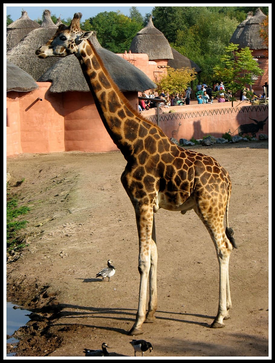 Giraffe, Tall, Brown, one animal, animal themes, animals in the wild HD wallpaper