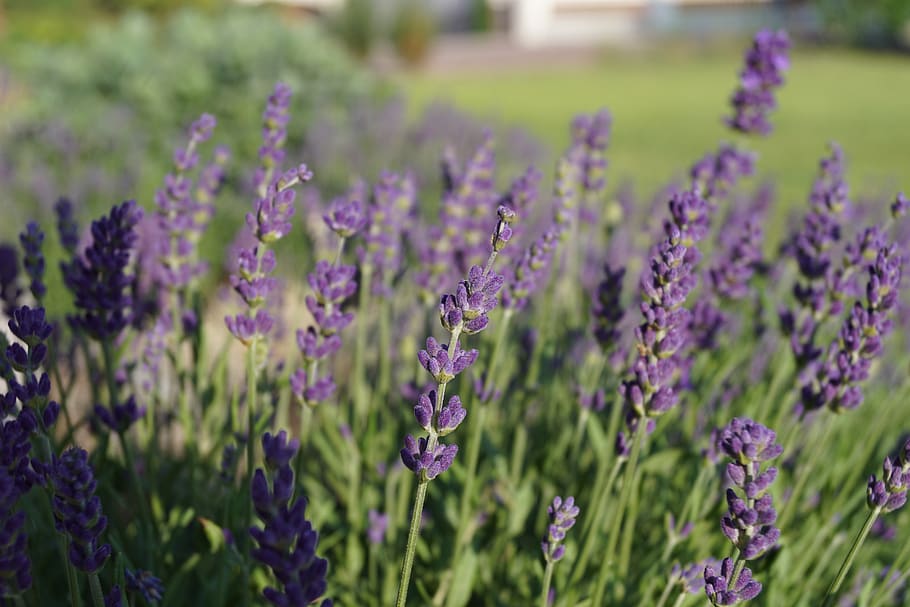 flower, lavender, purple, flowering plant, beauty in nature HD wallpaper