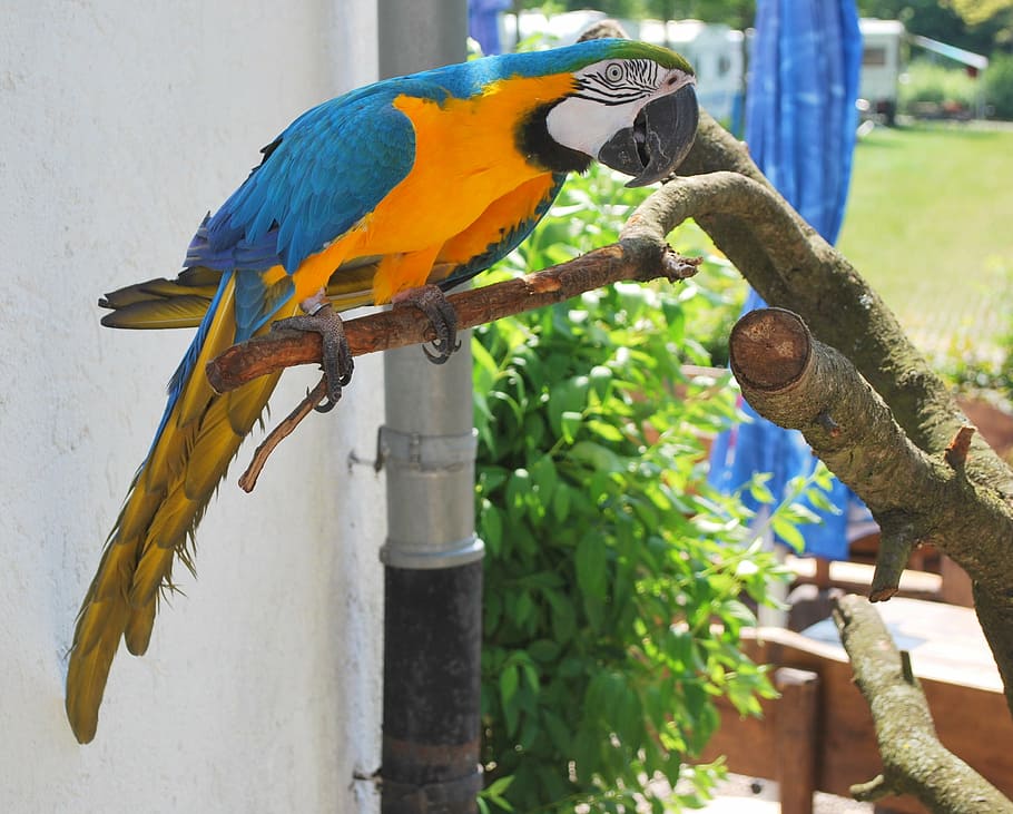 ara, colorful, bird, parrot, spring, log, animal, feather, bill HD wallpaper