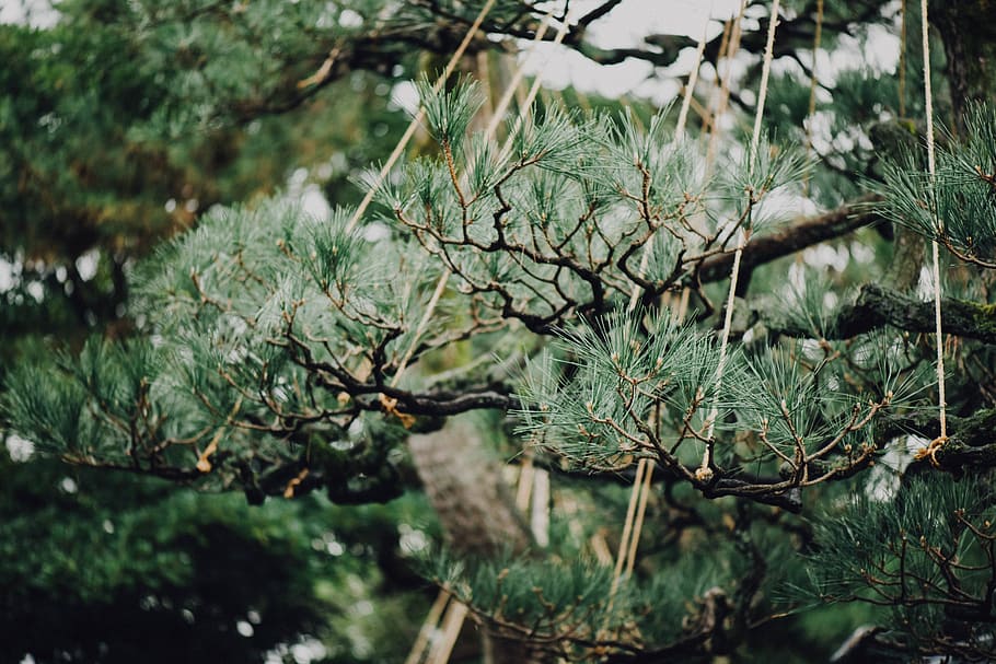 green, leaf, trees, plant, growth, focus on foreground, green color HD wallpaper