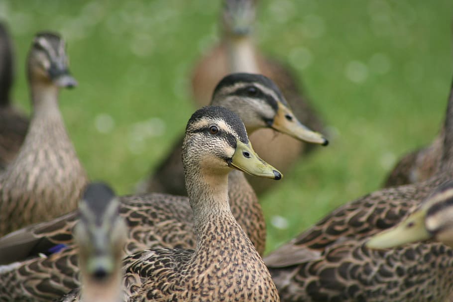 ducks, bird, wildlife, beak, feather, nature, mallard Duck HD wallpaper