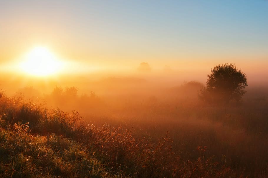 fog, dawn, sunset, plant, tranquility, beauty in nature, landscape HD wallpaper