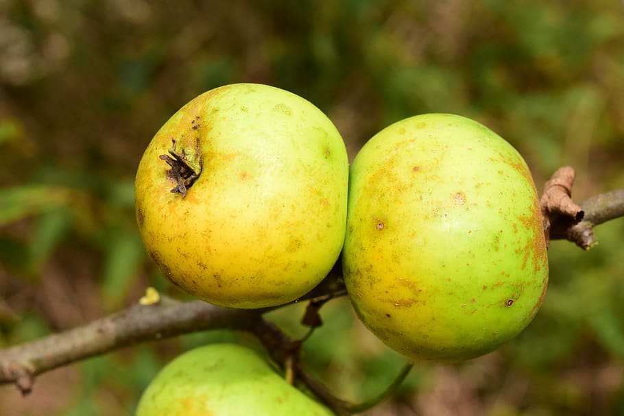 apple, tree, fruit, apple tree, garden, autumn, green, kernobstgewaechs HD wallpaper
