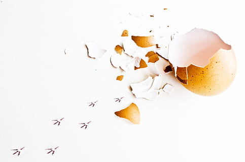 photo of broken egg, first, path, birth, hatching, chicken HD wallpaper