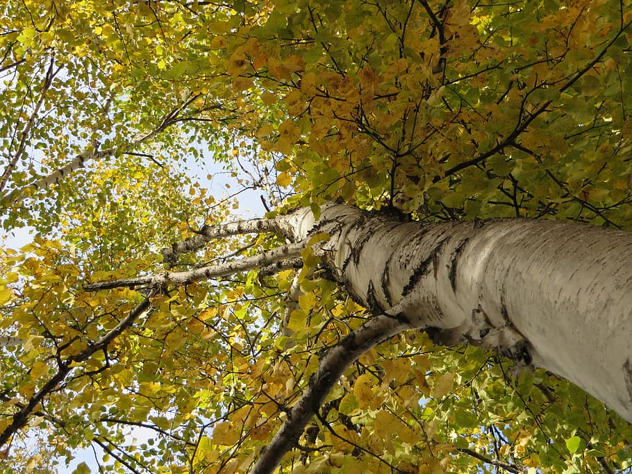 Birch, Autumn, Leaves, Tree, leaf, branch, forest, outdoors HD wallpaper
