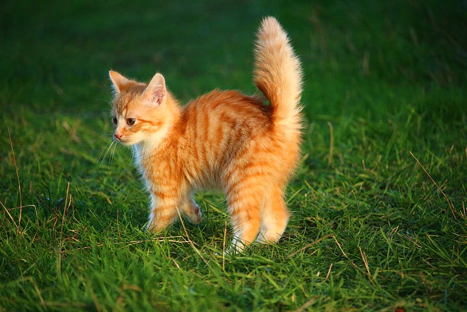 orange tabby kitten on top of green grass, cat, cat baby, young cat, HD wallpaper
