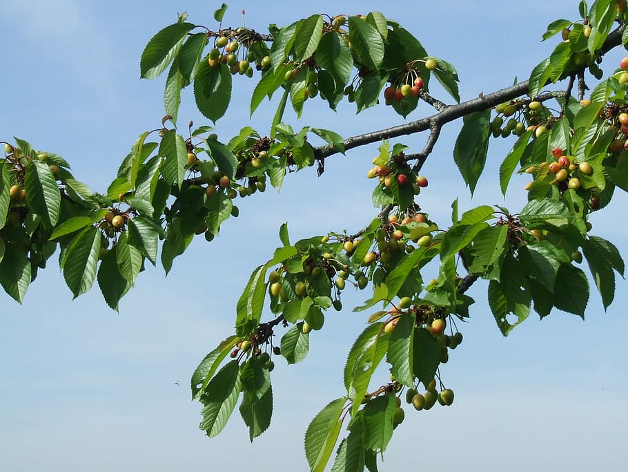 cherry, branch, cherries, spring, garden, growth, plant, plant part HD wallpaper